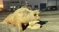 España: Cazaron en Murcia un  jabalí de 197 kilos y totalmente blanco