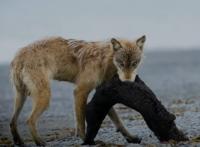 Los lobos invaden una isla de Alaska, aniquilan a los ciervos y ahora van a por las nutrias marinas